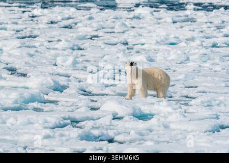 View of a polar bear standing on a vast field of sea ice under bright daylight Svalbard and Jan Mayen. Stock Photo