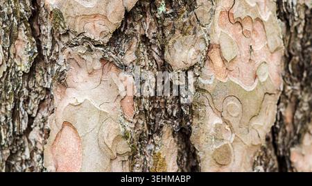 A close up of tree bark characterized by thick, flat, reddish brown plates and deep fissures Stock Photo