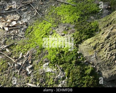 Green moss illuminated by sunlight. Soft natural texture with rich color and warm light creating calm woodland atmosphere. Stock Photo
