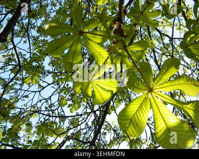 Horse chestnut branches with green leaves against the sky. Fresh spring foliage in natural daylight with airy canopy atmosphere. Stock Photo