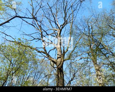 Spring forest viewed from below with small green leaves and dark tree silhouettes against bright sky. Fresh seasonal canopy with soft natural atmosphe Stock Photo