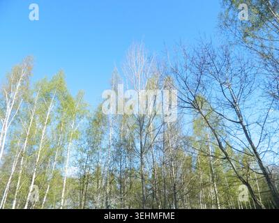 Bright spring birch grove under clear blue sky. Fresh young foliage and slender white trunks create light airy woodland atmosphere. Stock Photo