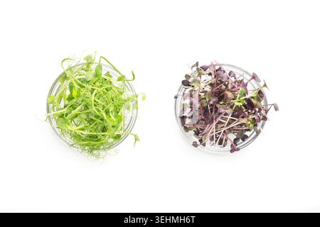 Healthy colored microgreens in plates isolated on white Stock Photo