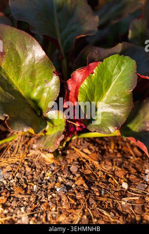 Bergenia Eroica Elephant Ears Foliage with Deep Red Winter Color in Spring Garden on Sunny April Morning Close-up of Glossy Textured Leaves in Ornamen Stock Photo