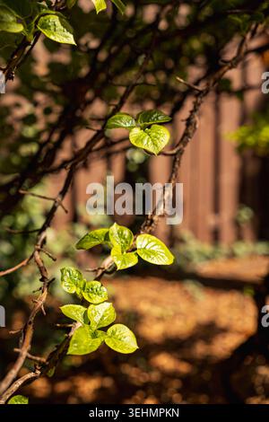 Emerging Green Leaves of Climbing Hydrangea Schizophragma Hydrangeoides on Sunny April Morning in Garden Close-up of Young Spring Foliage on Woody Vin Stock Photo