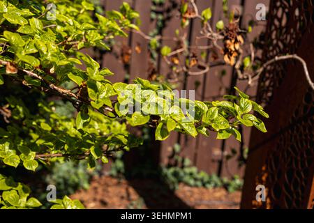 Emerging Green Leaves of Climbing Hydrangea Schizophragma Hydrangeoides on Sunny April Morning in Garden Close-up of Young Spring Foliage on Woody Vin Stock Photo