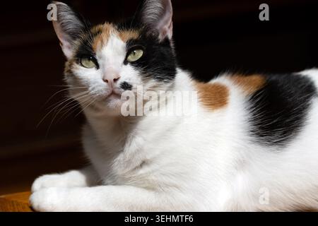 Close-up portrait of a calico cat resting indoors and looking toward the camera. Stock Photo