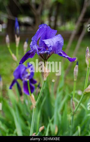 Close-up of a vibrant purple iris flower blooming in a spring park, with green leaves and unopened buds in soft focus, creating a calm floral nature s Stock Photo
