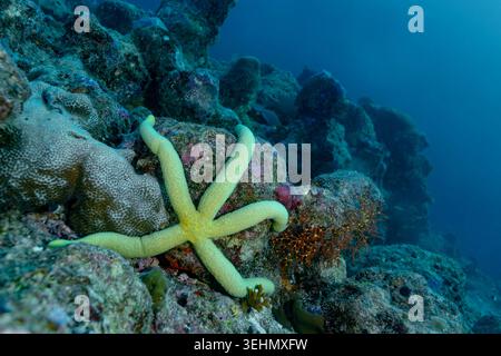 Underwater close-up of a yellow starfish resting on a rocky coral reef slope, captured while diving in a thila, with clear blue water fading into the Stock Photo