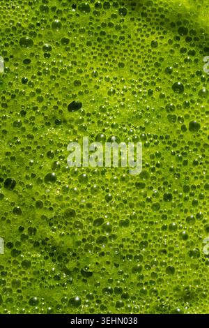 Close up texture of a spinach smoothie with frothy bubbles and vibrant fresh green color, filling the frame as a healthy drink background for nutritio Stock Photo