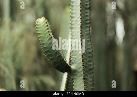 Close up view of a tall cactus stem with small thorns and textured ridges, photographed outdoors with a soft blurred background and muted green tones. Stock Photo