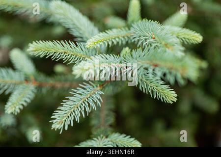 A vivid close-up of the delicate branches of a fir tree in spring, showcasing the fresh green needles and detailed texture against a blurred natural b Stock Photo