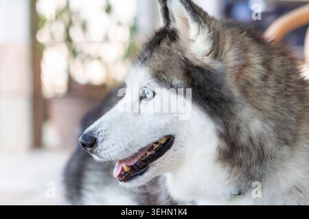 Close-up side profile of a Siberian husky with striking blue eyes, panting softly in warm summer sunlight, fluffy coat detailed against a bright blurr Stock Photo