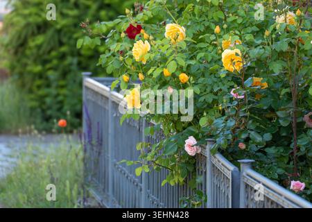 Vibrant yellow and red roses climb over a metal railing. Green leaves frame the colorful blooms against blurred garden background. Peaceful garden sce Stock Photo