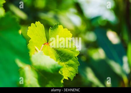Closeup vibrant lush green grapevine leaf in bright sunlight on blurred green natural background Stock Photo