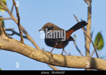 Indian Robin (Copsychus fulicatus) male Stock Photo