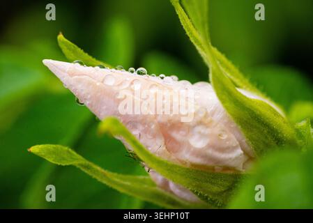 Macro shot of a closed pink flower bud covered in fresh morning dew drops Stock Photo