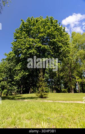 A park with trees and grass, this well-maintained park has a natural landscape with dense thickets and sunny spots inside the park. Stock Photo