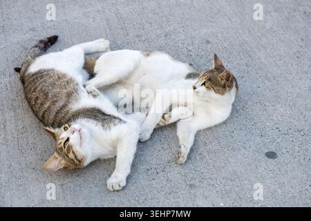 Two cute stray cats playing and rolling together on the pavement in Istanbul, Turkey. Friendly Turkish street cats or kedi interacting close up. Stock Photo