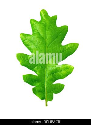 Green oak leaf providing fresh growth and nature on a transparent background Stock Photo