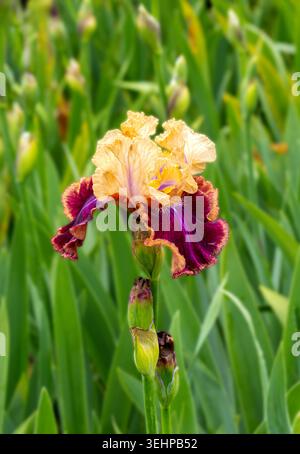 Bearded iris flower opening its yellow and purple petals, surrounded by green leaves Stock Photo