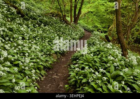 Footpath through Mills Gill Woods near Askrigg in Wensleydale, Yorkshire Dales, UK in springtime Stock Photo