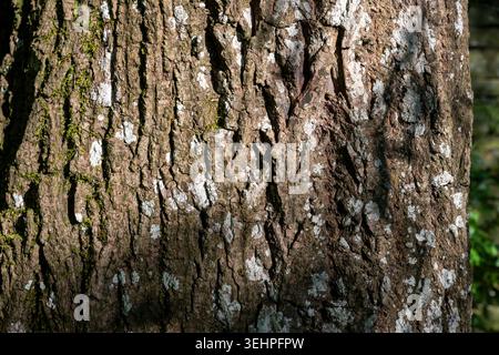 Lichen and moss on bark of a Weeping Willow tree trunk - Salix babylonica or Babylon Willow in country garden, Cotswolds, England Stock Photo