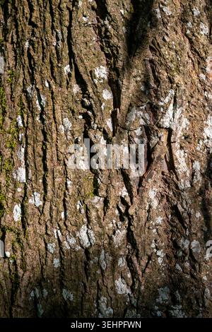 Lichen and moss on bark of a Weeping Willow tree trunk - Salix babylonica or Babylon Willow in country garden, Cotswolds, England Stock Photo