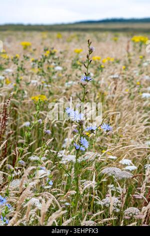 Grasses and wildflowers including Common Chicory - Cichorium intybus growing in a meadow in Southern England Stock Photo