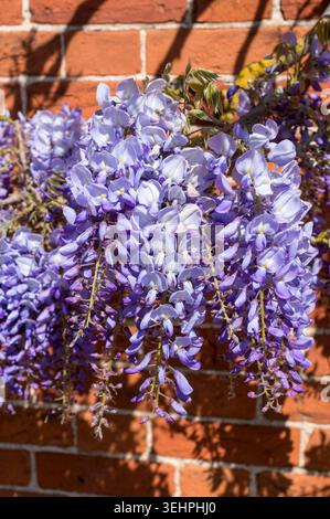 Flower racemes of Wysteria  Floribunda flowering shrub on  a brick house wall  in Suffolk Stock Photo