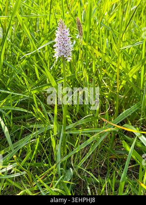 Pyramidal shaped Common Spotted Orchid - Dactylorhiza fuchsii - FuchÕs Orchid - flowering plant pyramid shape growing in long grass in cornfield, UK Stock Photo
