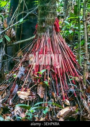 Wasai tree with red roots in the Amazon rain forest in the Cuyabeno ...
