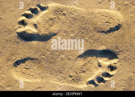 Two footprints in the sand play tricks on the eye — are they pressed down or rising up from the beach? Stock Photo