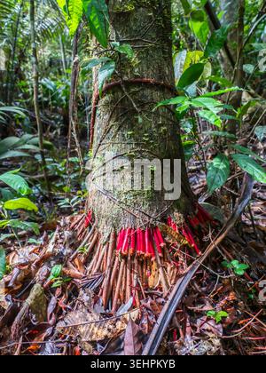 Wasai tree with red roots in the Amazon rain forest in the Cuyabeno ...