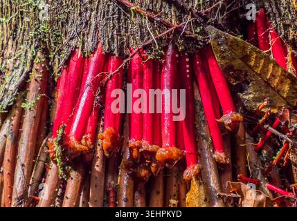 Wasai tree with red roots in the Amazon rain forest in the Cuyabeno ...