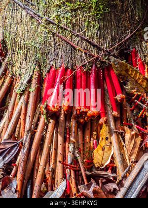 Wasai tree with red roots in the Amazon rain forest in the Cuyabeno ...