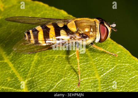 Hoverfly mimicking a bee for camouflage rests on a sunlit green leaf, showing nature’s clever disguise in vivid detail. Stock Photo