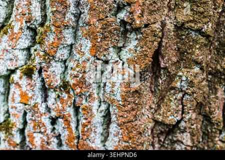 Macro Texture of Old Oak Tree Bark with Lichen and Moss Stock Photo