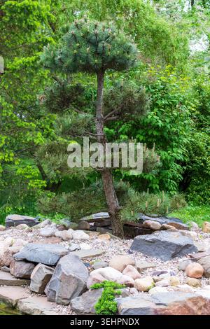 Japanese Niwaki Styled Pine Tree Bonsai in Landscaped Rock Garden Stock Photo