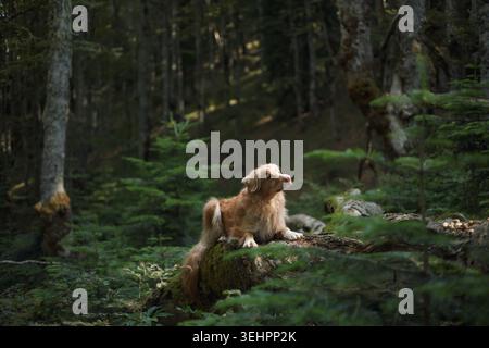 A Nova Scotia Duck Tolling Retriever stands alert on a log among lush undergrowth. Light filters through tall surrounding trees. Stock Photo