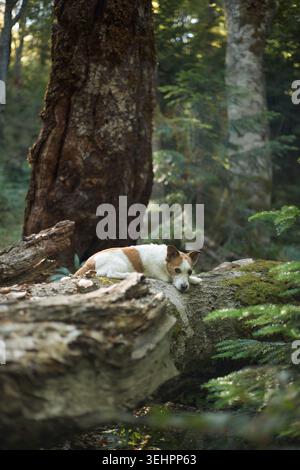 A Jack Russell Terrier lays alone on a large fallen tree. The peaceful forest surrounds it with ferns and vertical trunks bathed in light. Stock Photo