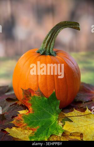 Pumpkin glow and crisp autumn leaves welcome cosy nights, chilly air, and the whisper of Halloween just around the corner. Stock Photo