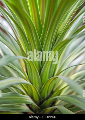 Sunlit variegated leaves unfurling in soft focus, revealing the vibrant geometry of a tropical houseplant. Stock Photo