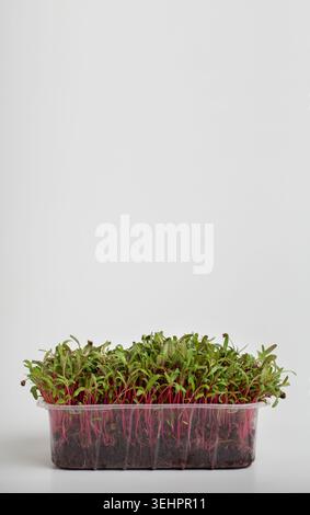 Red sprouts in wet soil inside plastic box on white Stock Photo