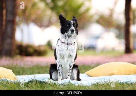 Cute Border Collie dog on blanket in park Stock Photo