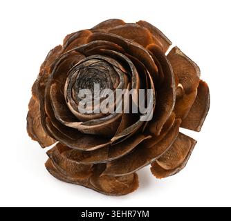 Cedrus deodara  cone isolated on white background Stock Photo
