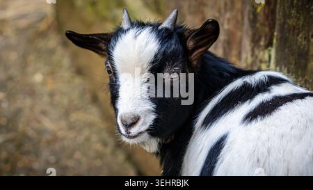 Young black and white goat looking curiously Stock Photo