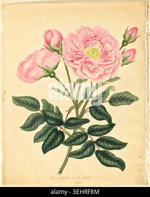French Rose by Henry C. Andrews, 1806, depicting a fully opened pink bloom with layered petals and yellow center, accompanied by buds and compound green leaves Stock Photo