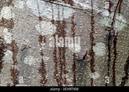 Close-up of mottled Red Alder tree bark on Bowen Island, British Columbia, Canada Stock Photo
