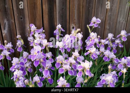 Light purple and white Bearded Irises growing in front of a wooden garden fence in spring, Vancouver, BC, Canada Stock Photo